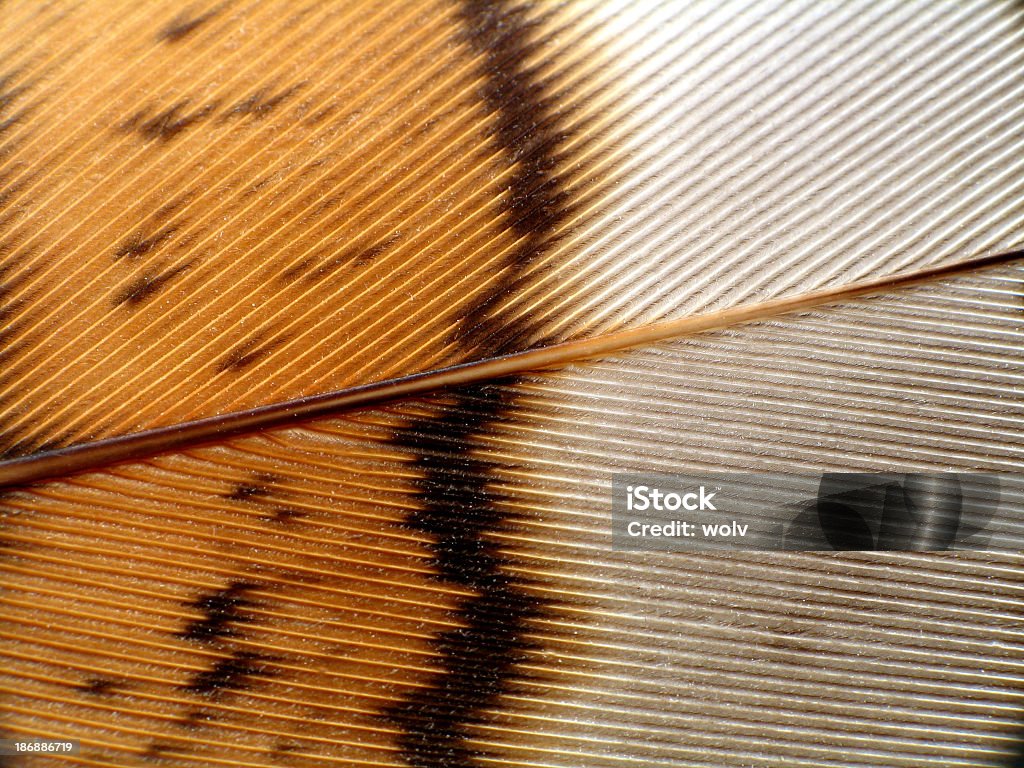 Macro de pluma - Foto de stock de Lagópodo bonsa libre de derechos
