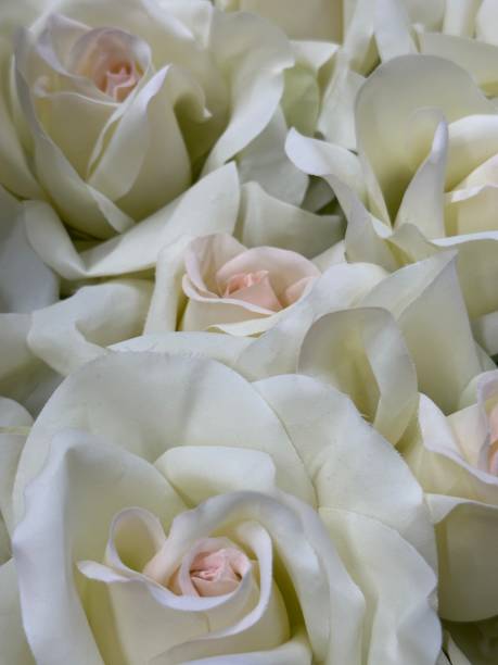istock selective focus of flora as a background 1868869846