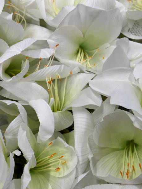 istock selective focus of flora as a background 1868871399