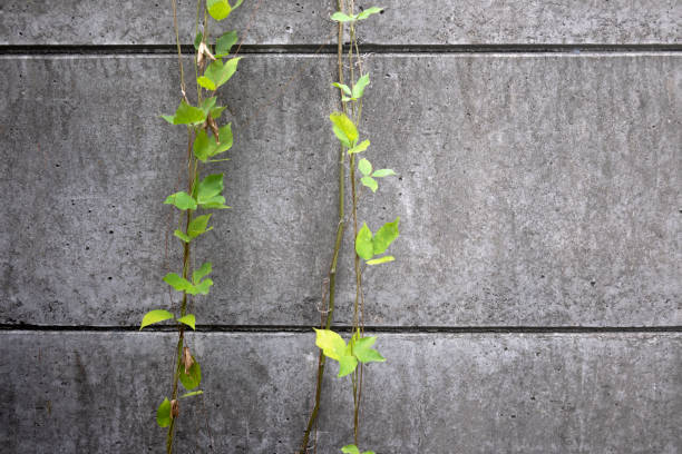 istock Green ivy vines on the concrete wall 1868878593