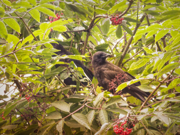 Ravens in Elderberry bush in summer. - fotografia de stock