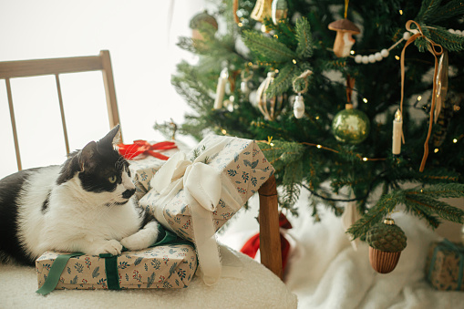 Christmas Baby Cat