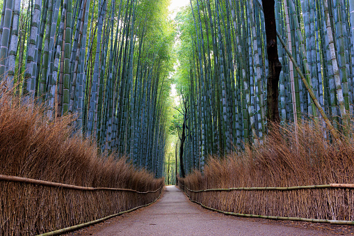 Arashiyama bamboo groove forest near Kyoto, Japan