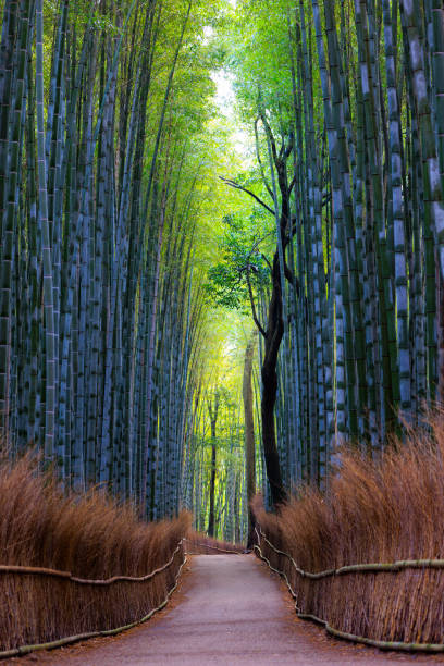 istock Japanese bamboo forest in Arashiyama 1868885298
