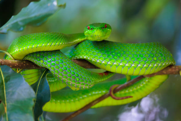 istock Green pit viper in Thailand jungle 1868885299