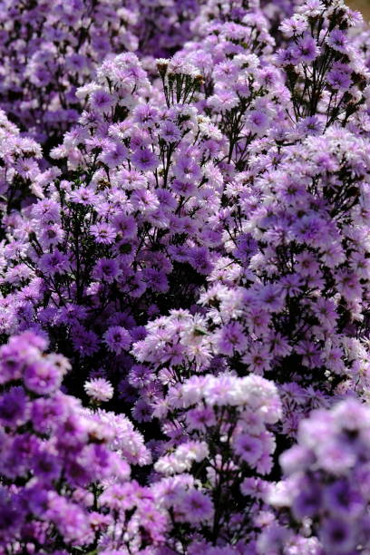 istock selective focus of flora as a background 1868887931