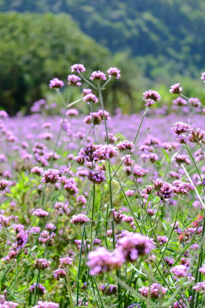 istock selective focus of flora as a background 1868888982