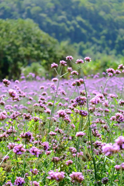 istock selective focus of flora as a background 1868888983