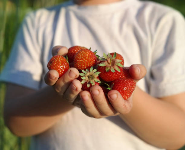 a handful of cubes in the hands of the boy stock photo