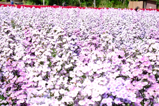 buckwheat field