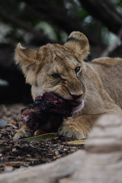 istock Lion cub eating meat 1868891586