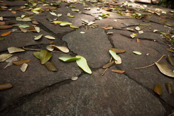 istock Fallen leaves on the ground 1868892118