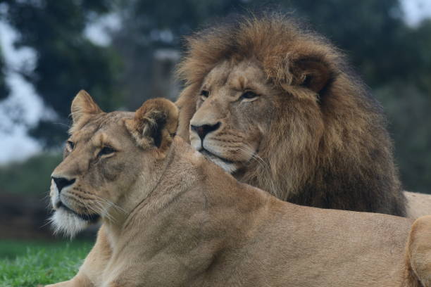 istock Lions in the zoo 1868902062