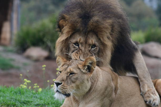 istock Lions in the zoo 1868932366