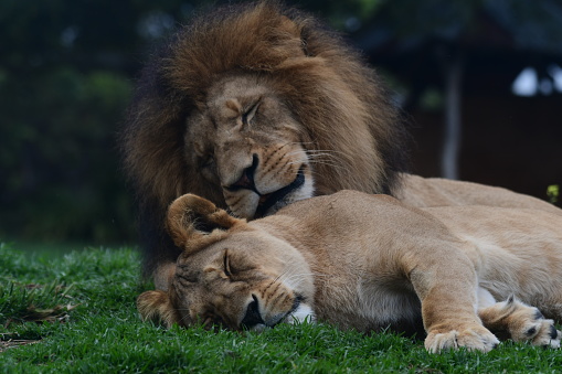Lions sleeping in Werribee open range zoo Victoria Australia