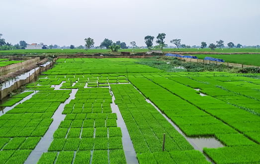 Portrait of young rice seedlings in the rice fields before planting in the fields