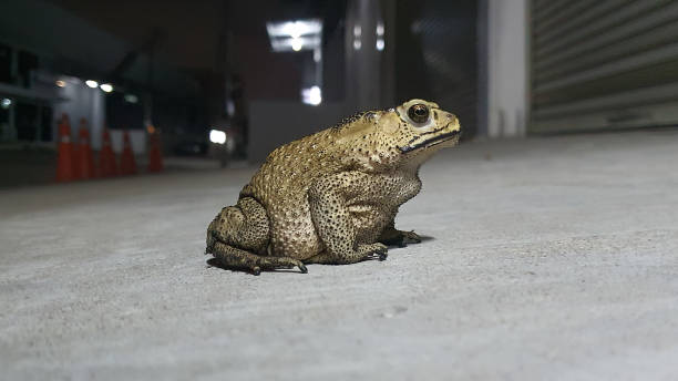 istock A adult Common Toad, Toad sitting on the Floor Near the road 1868955851