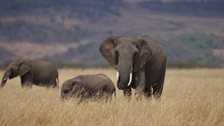 A herd of African elephants majestically walking across a vast savanna grassland