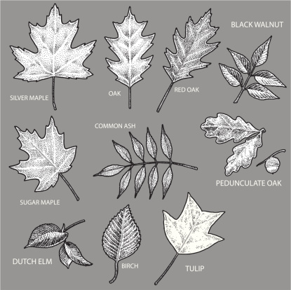Pen and Ink illustrations of various leaves for the Fall or Autumn season. Check out my 