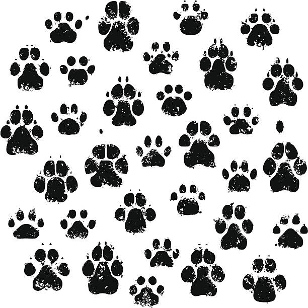 katze und hund pfote drucken - dog paw print images stock-grafiken, -clipart, -cartoons und -symbole