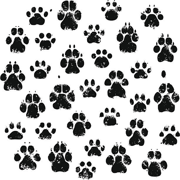 ilustrações, clipart, desenhos animados e ícones de gato e cão paw impressões - footprint track paw print