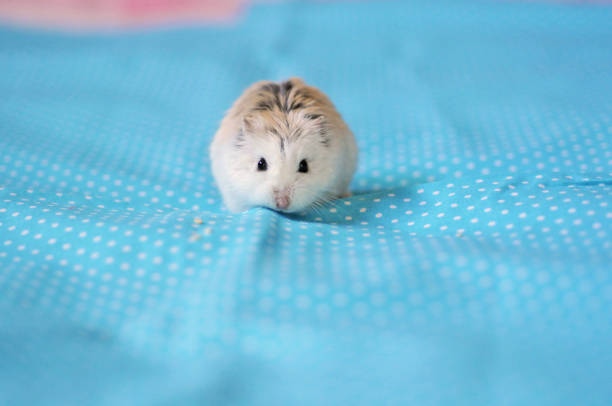 Here comes the hamster Adorable Roborovski hamster walking on blue fabric roborovski hamster stock pictures, royalty-free photos & images