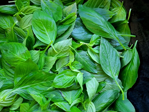 Sweet Basil leaf - food preparation.