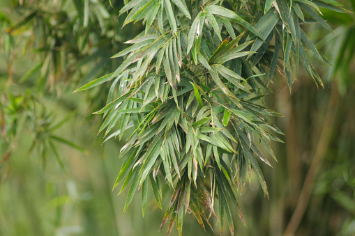 Close-up of Green bamboo leaves for background 