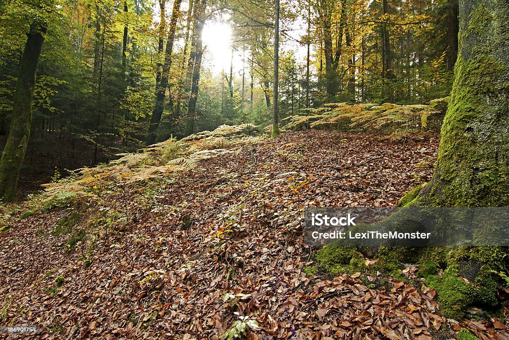 Autumn Forest A shot of  backlit forest in autumn Animal Wildlife Stock Photo