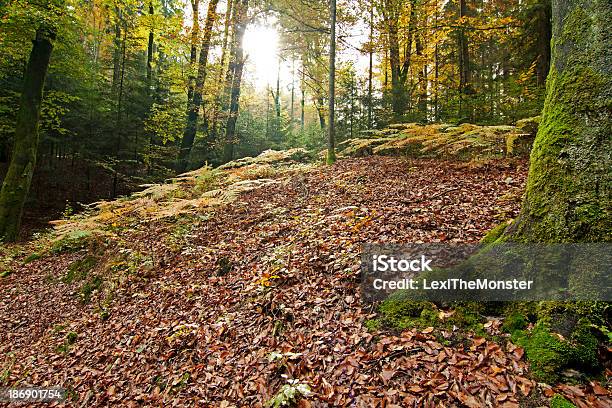Autumn Forest Stock Photo - Download Image Now - Animal Wildlife, Autumn, Awe