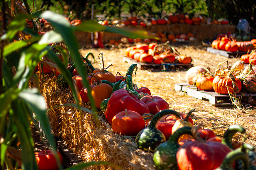 An autumn display with cornstalks, pumpkins, squashes, and gourds arranged on hay bales on a farm. Pumpkin patch at a rural farm stand.