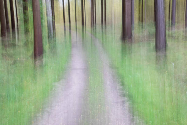 Voluntary zooming and movement effect of the camera while shooting at low shutter speed in the forest