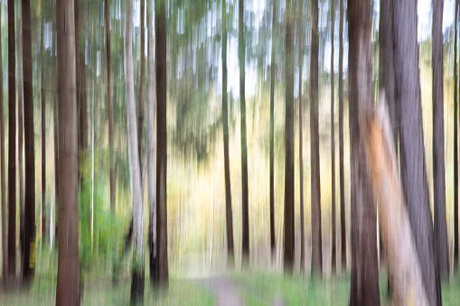 Voluntary zooming and movement effect of the camera while shooting at low shutter speed in the forest