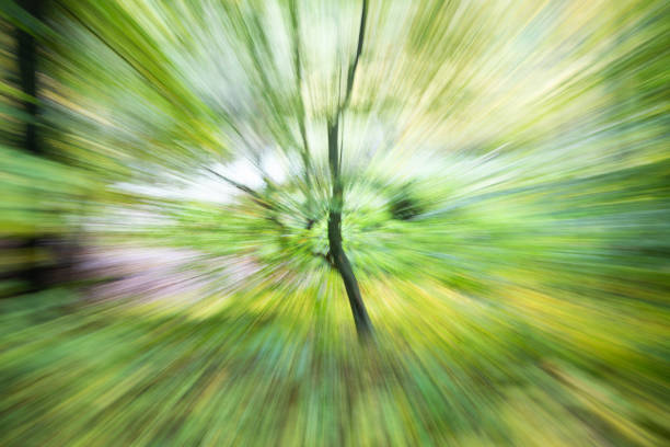 Voluntary zooming and movement effect of the camera while shooting at low shutter speed in the forest