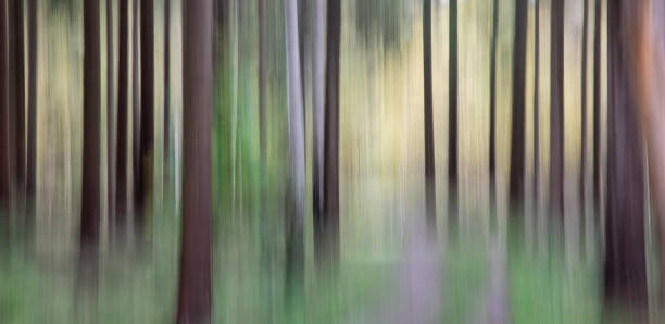 istock dream forest Unsharp pictures in the forest 1869030979