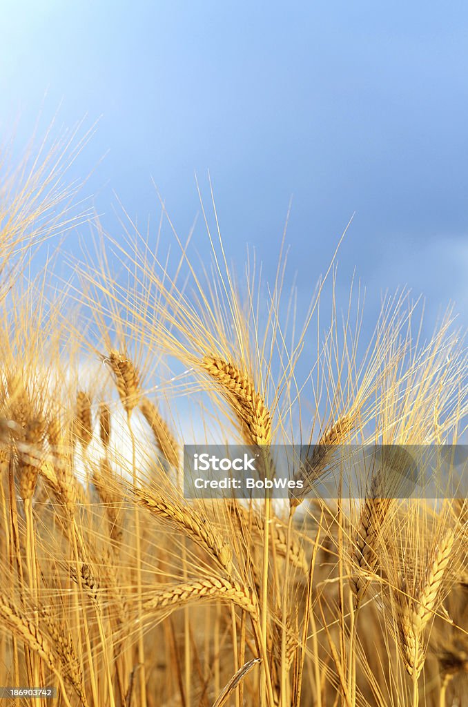 Grain field close up vertical Field of grain in the Provence, South of France. The yellow, gold grain is ready for harvesting on the farm lands. Agricultural Field Stock Photo