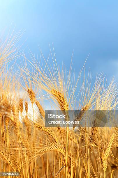 Grain Field Close Up Vertical Stock Photo - Download Image Now - Agricultural Field, Agriculture, Beauty In Nature