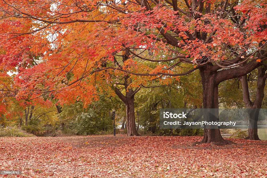 Autumn in Prospect Park at New York City Autumn Stock Photo