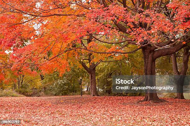 Autumn In Prospect Park At New York City Stock Photo - Download Image Now - Autumn, Prospect Park - New York City, Red Maple