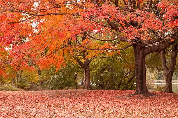 Photo of Autumn in Prospect Park at New York City