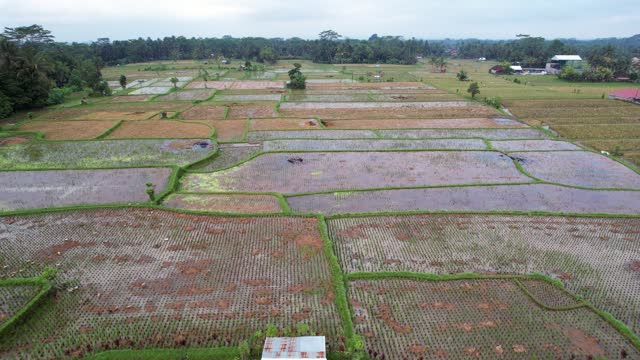 Waterlogged rice fields with stubble remains, aerial shot of Bali upland