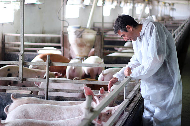 vétérinaire sur le lieu de travail - enclos de ferme photos et images de collection