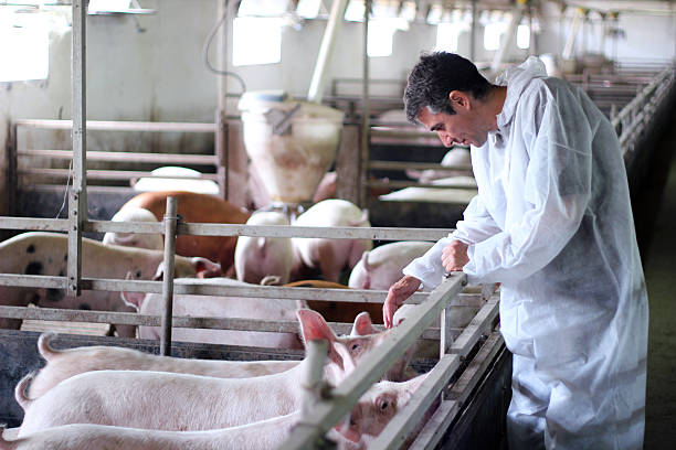 Veterinarian At Work Veterinarian doctor examining pigs at a pig farm. animal pen stock pictures, royalty-free photos & images