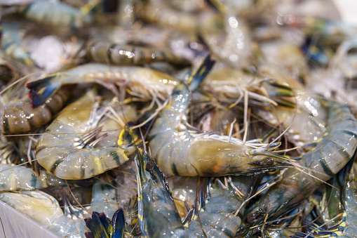 In a close-up shot, fresh shrimp is displayed at a market, showcasing its vibrant colors and inviting freshness.