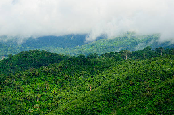 istock Misty forest in the morning. 186906920