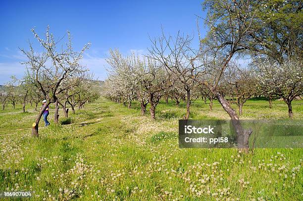 Foto de Pomar e mais fotos de stock de Azul - Azul, Botão - Estágio de flora, Cena Rural