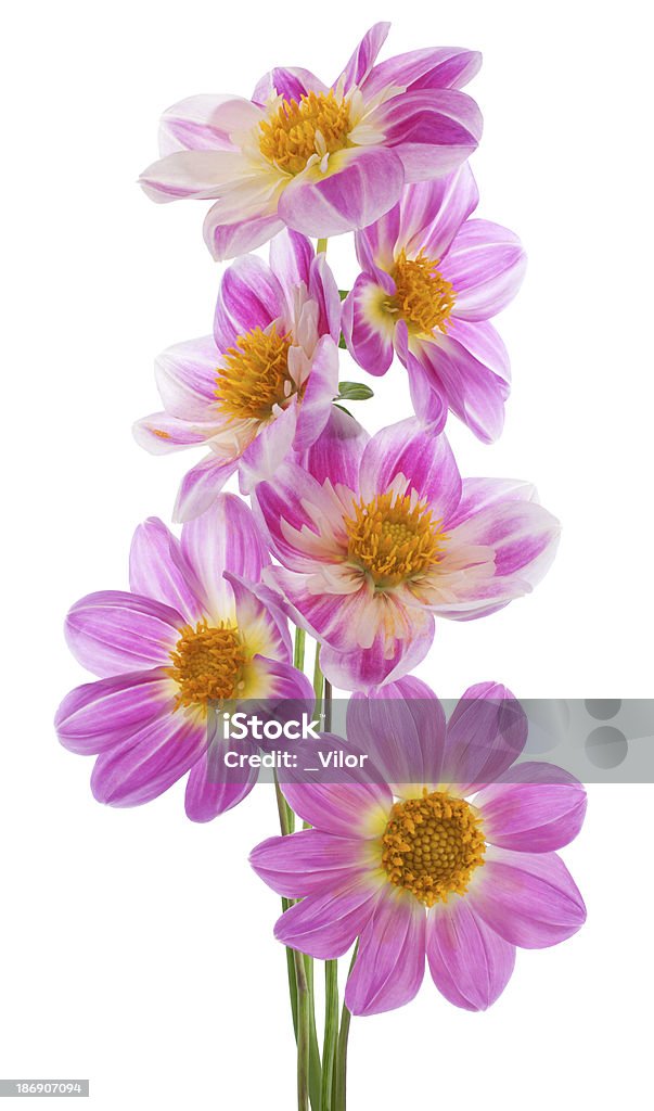 dahlia Studio Shot of Violet Colored Dahlia Flowers Isolated on White Background. Large Depth of Field (DOF). Macro. Symbol of Elegance, Dignity and Good Taste. Beauty Stock Photo