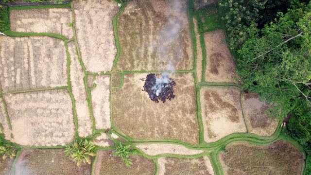 Cheap primitive way to remove remains from harvested rice field, burning straw