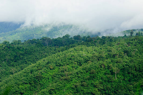 istock Misty forest in the morning. 186907183