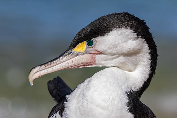 istock Seagull Close-Up, Portrait, Face 186907206